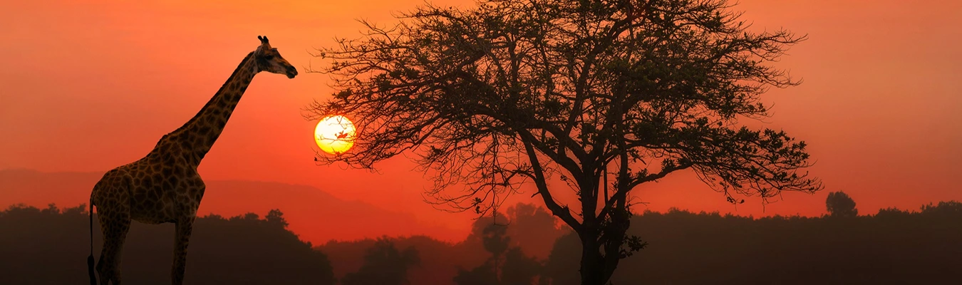 اكتشف كينيا: الثقافة والتعليم والأعمال التجارية وتحويلات الأموال السهلة مع AKAAF اكتشف كينيا: الثقافة والتعليم والأعمال التجارية وتحويلات الأموال السهلة مع AKAAF
